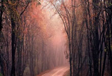 多特蒙德惊险逆转，豪取德甲季军